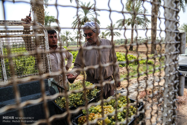 Grape harvesting in Karun county