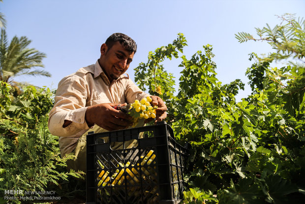 Grape harvesting in Karun county