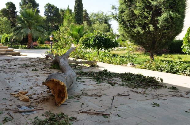 قطع درختان بر اثر وزش باد در شیراز