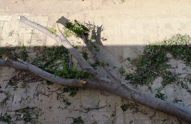 شهروند حادثه دیده از سقوط درخت ۴بارجراحی شد