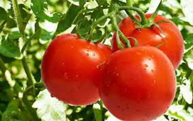 افزایش قیمت گوجه گلخانه‌ای به۱۱هزارتومان/خیار کیلویی ۶۵۰۰تومان شد