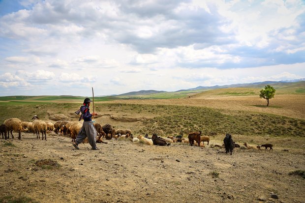 Nomads in Hamedan province