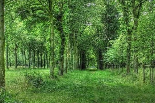 طرح کاداستر در ۱۴ میلیون هکتار از جنگل های کشور اجرایی می شود