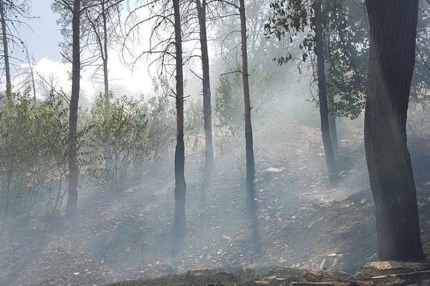 ۲ گزارش آتش سوزی در جنگل های ایلام/یکی از آتش سوزی ها مهار شد
