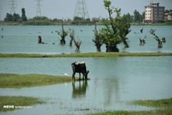 Water and wetlands scheme