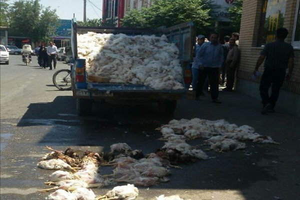 ضرر چند ده میلیونی مرغداران گنابادی در اثر قطع برق