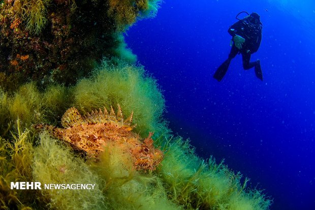 جنگل های مرجانی در عمق آبهای سیسیل