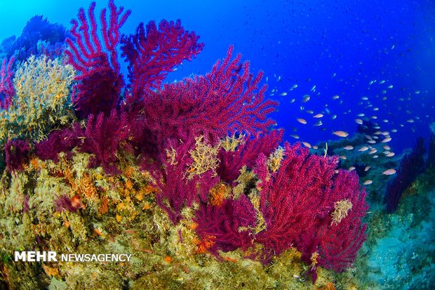 جنگل های مرجانی در عمق آبهای سیسیل