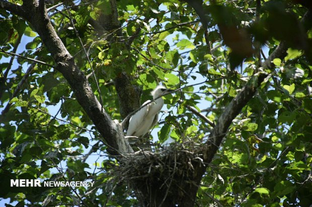 Birds nesting and laying eggs in Estil Lagoon