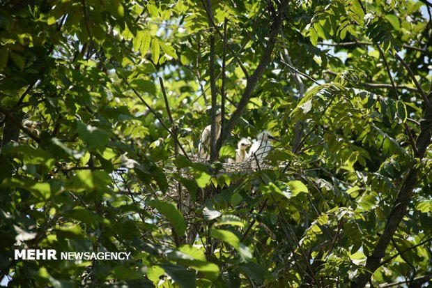 Birds nesting and laying eggs in Estil Lagoon