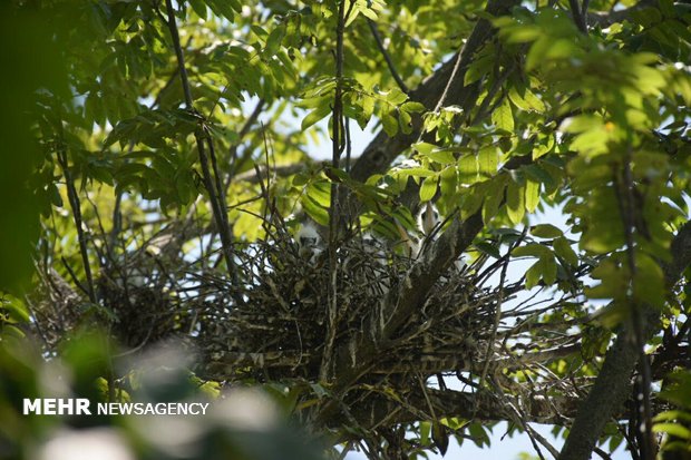 Birds nesting and laying eggs in Estil Lagoon