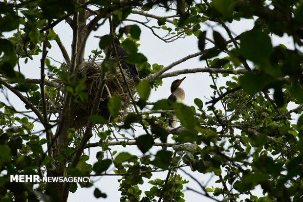 Birds nesting and laying eggs in Estil Lagoon