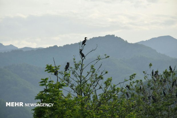 Birds nesting and laying eggs in Estil Lagoon