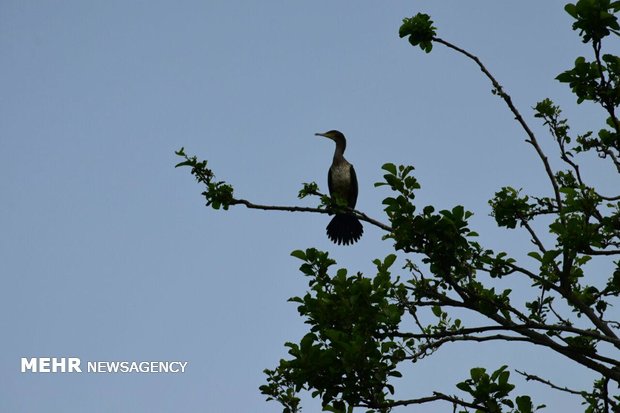 Birds nesting and laying eggs in Estil Lagoon