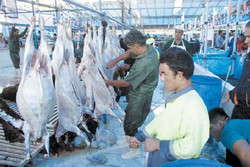 فروش ۹۰۰۰ تن گوشت تولید کهگیویه و بویراحمد در دیگر استانها