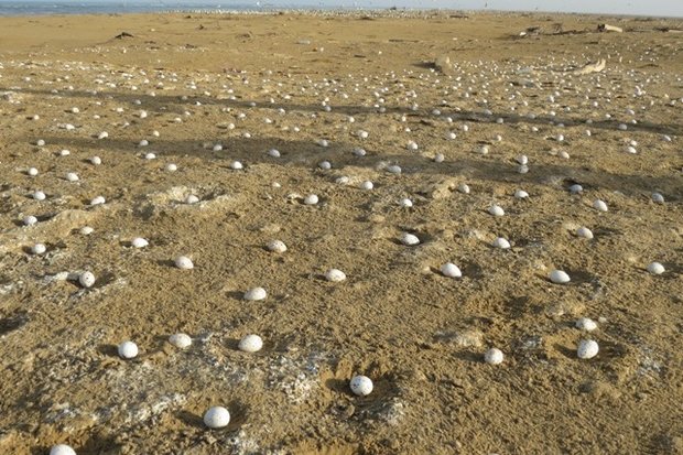 نخیلو؛ بهشت پرندگان تابستان‌گذران در قلب خلیج فارس