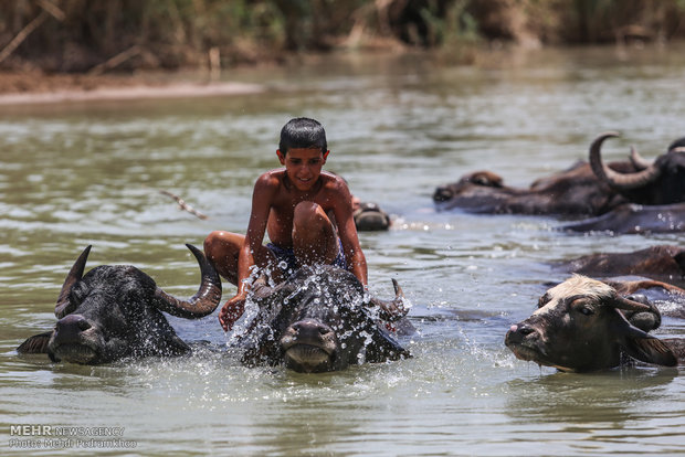 Water Bufalloes' playfellows in Karkheh river