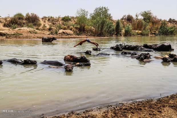 الجواميس في الأهواز