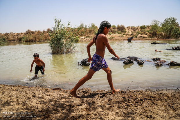 Water Bufalloes' playfellows in Karkheh river