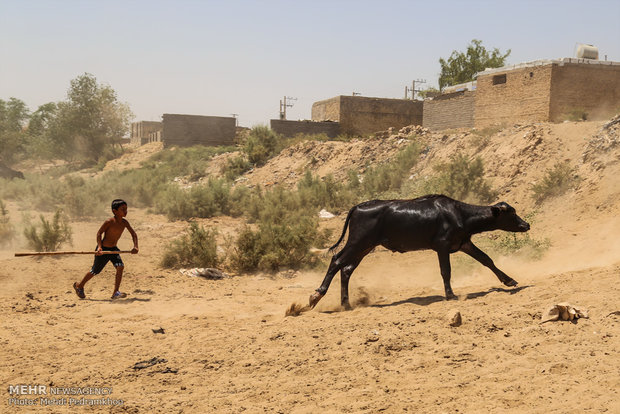 گاومیش ها؛ همبازی کودکان حمیدیه