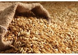 wheat