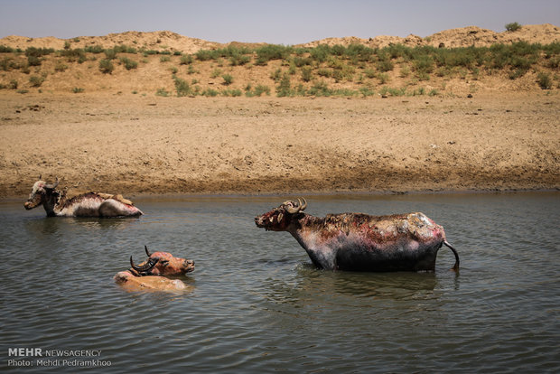 آالجواميس في الأهواز