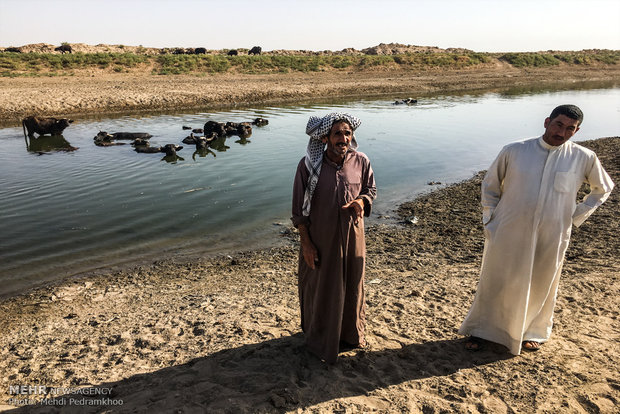 الجواميس في الأهواز