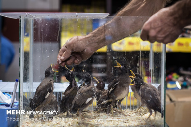 Historic bazaar of Qazvin still full of life