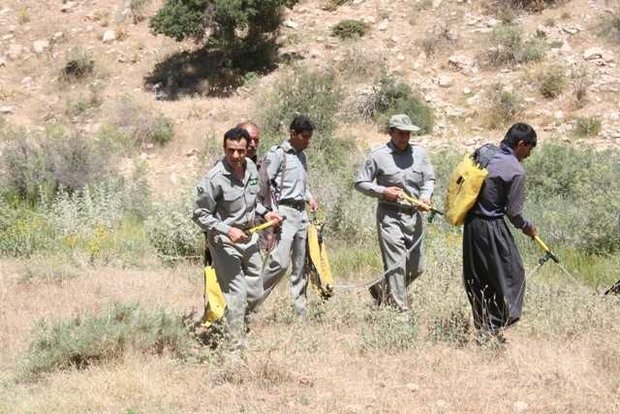 رفع آلایندگی مراتع منطقه کوگان و کدر در شهرستان پلدختر