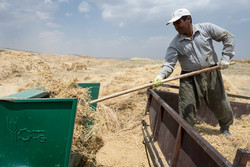 ۲۵ هزار هکتار اراضی میامی زیر کشت غلات قرار گرفت