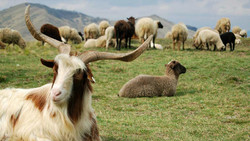 ‘Rangelands on the verge of degradation in Iran’