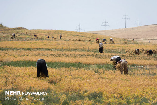 Harvesting chickpeas in Urmia's fields