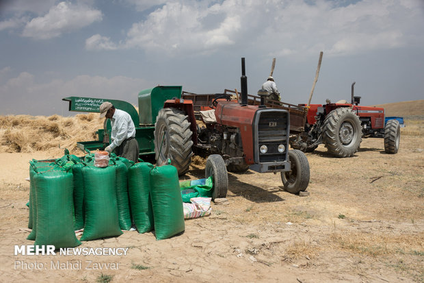 Harvesting chickpeas in Urmia's fields