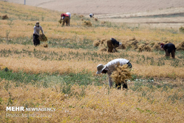 Harvesting chickpeas in Urmia's fields