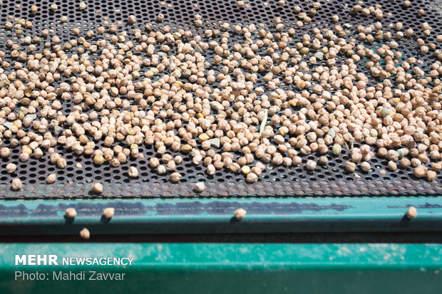 Harvesting chickpeas in Urmia's fields