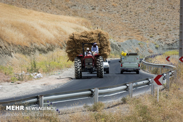 Harvesting chickpeas in Urmia's fields