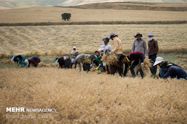 Harvesting chickpeas in Urmia's fields