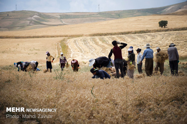 Harvesting chickpeas in Urmia's fields