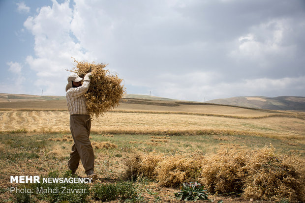 Harvesting chickpeas in Urmia's fields