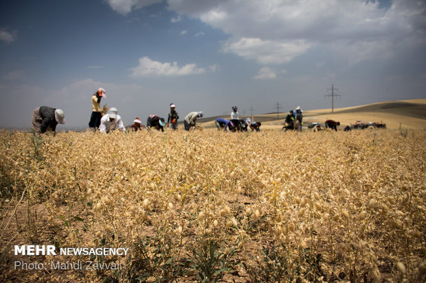 Harvesting chickpeas in Urmia's fields