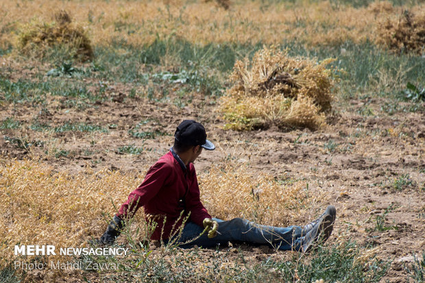 Harvesting chickpeas in Urmia's fields