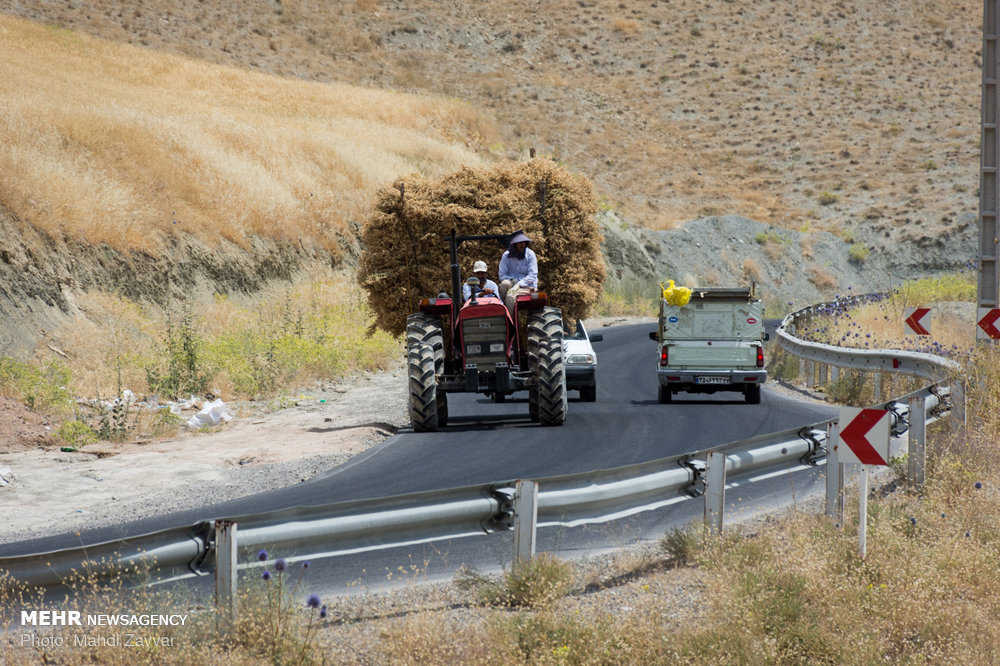 دانههای کوچک و رکورد بزرگ؛ مکانیزاسیون به مزارع نخود رسید
