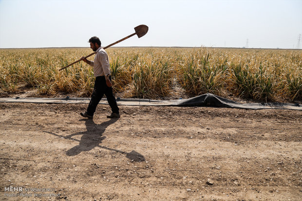 خسارت ۷۰ درصدی به مزارع نیشکر به دلیل بی آبی