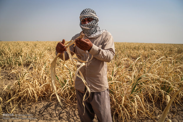 خسارت ۷۰ درصدی به مزارع نیشکر به دلیل بی آبی