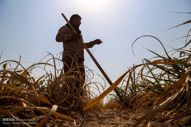 خسارت ۷۰ درصدی به مزارع نیشکر به دلیل بی آبی