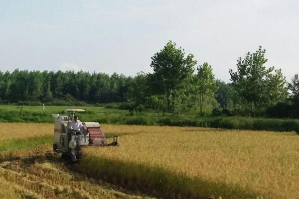 نخستین برداشت مکانیزه شالیزارهای گیلان در صومعه سرا انجام شد