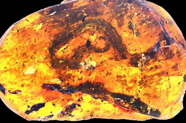 فسیل نطفه ۹۹ میلیون ساله مار کشف شد