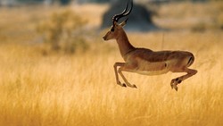 Iranian goat