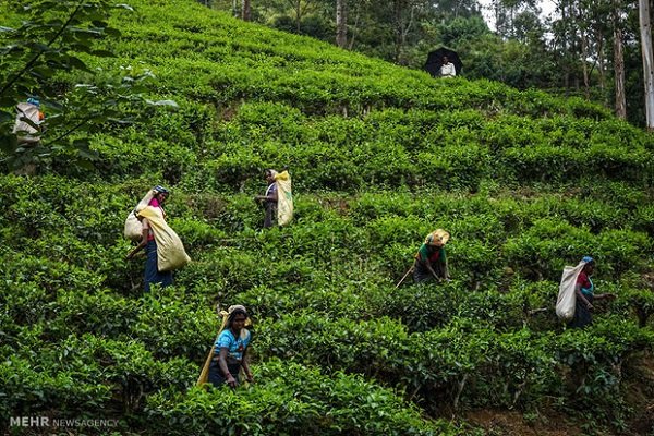 Sri Lanka proposes to offset tea-oil deal with Iran against oil debts