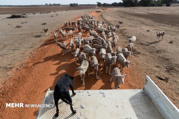 خشکسالی در استرالیا